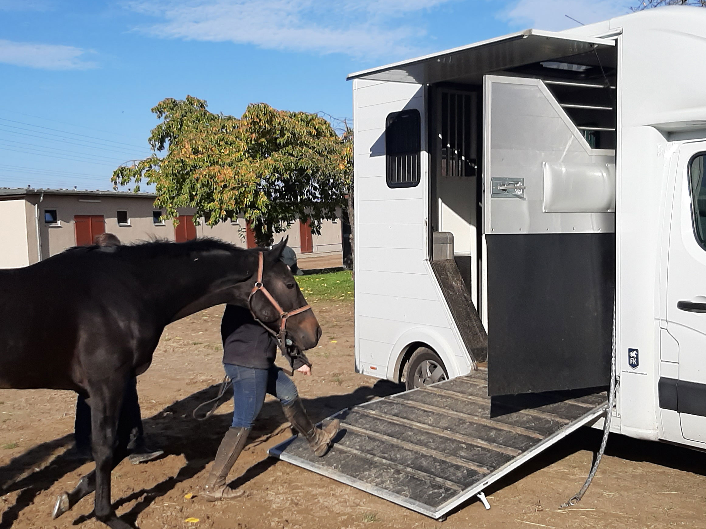 Pferdetransport-Halle-Vorher